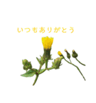 いつもありがとうのみ（個別スタンプ：13）