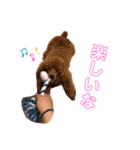 トイプードルのじゅら（個別スタンプ：1）