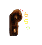 トイプードルのじゅら（個別スタンプ：6）