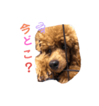 トイプードルのじゅら（個別スタンプ：7）
