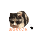 ぱーちゃんの1日（個別スタンプ：5）