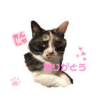 ぱーちゃんの1日（個別スタンプ：7）