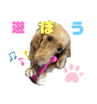 ミニチュアダックスのマロン♡♡（個別スタンプ：3）