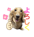 ミニチュアダックスのマロン♡♡（個別スタンプ：4）