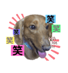 ミニチュアダックスのマロン♡♡（個別スタンプ：5）