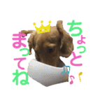 ミニチュアダックスのマロン♡♡（個別スタンプ：9）
