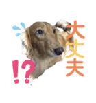 ミニチュアダックスのマロン♡♡（個別スタンプ：12）
