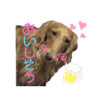 ミニチュアダックスのマロン♡♡（個別スタンプ：22）
