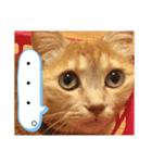 茶トラ猫『もきゅ』（個別スタンプ：8）