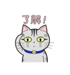 サバトラ猫と話そう（個別スタンプ：1）