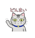 サバトラ猫と話そう（個別スタンプ：8）