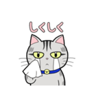 サバトラ猫と話そう（個別スタンプ：15）