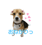 まろん's すたんぷ（個別スタンプ：1）