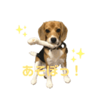まろん's すたんぷ（個別スタンプ：6）