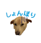 スクービードゥーのスタンプ（個別スタンプ：4）