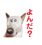 スクービードゥーのスタンプ（個別スタンプ：7）