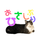 猫の気持ち 猫の奈留さん 第2.弾（個別スタンプ：2）