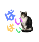 猫の気持ち 猫の奈留さん 第2.弾（個別スタンプ：3）