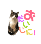 猫の気持ち 猫の奈留さん 第2.弾（個別スタンプ：4）