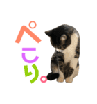 猫の気持ち 猫の奈留さん 第2.弾（個別スタンプ：5）