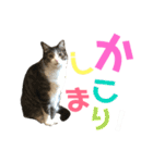 猫の気持ち 猫の奈留さん 第2.弾（個別スタンプ：6）