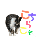 猫の気持ち 猫の奈留さん 第2.弾（個別スタンプ：7）