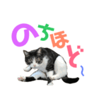 猫の気持ち 猫の奈留さん 第2.弾（個別スタンプ：8）