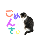 猫の気持ち 猫の奈留さん 第2.弾（個別スタンプ：9）