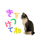 猫の気持ち 猫の奈留さん 第2.弾（個別スタンプ：10）