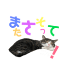 猫の気持ち 猫の奈留さん 第2.弾（個別スタンプ：11）