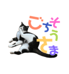 猫の気持ち 猫の奈留さん 第2.弾（個別スタンプ：12）