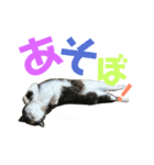 猫の気持ち 猫の奈留さん 第2.弾（個別スタンプ：13）