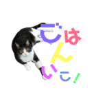 猫の気持ち 猫の奈留さん 第2.弾（個別スタンプ：14）