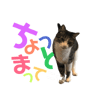 猫の気持ち 猫の奈留さん 第2.弾（個別スタンプ：15）