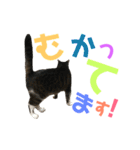 猫の気持ち 猫の奈留さん 第2.弾（個別スタンプ：16）
