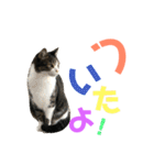 猫の気持ち 猫の奈留さん 第2.弾（個別スタンプ：18）