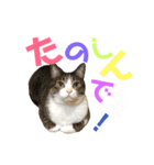 猫の気持ち 猫の奈留さん 第2.弾（個別スタンプ：19）