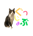 猫の気持ち 猫の奈留さん 第2.弾（個別スタンプ：20）