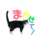 猫の気持ち 猫の奈留さん 第2.弾（個別スタンプ：21）