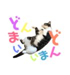 猫の気持ち 猫の奈留さん 第2.弾（個別スタンプ：22）