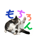 猫の気持ち 猫の奈留さん 第2.弾（個別スタンプ：23）