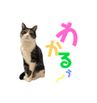 猫の気持ち 猫の奈留さん 第2.弾（個別スタンプ：24）