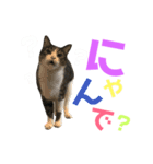 猫の気持ち 猫の奈留さん 第2.弾（個別スタンプ：25）