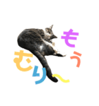 猫の気持ち 猫の奈留さん 第2.弾（個別スタンプ：28）