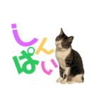 猫の気持ち 猫の奈留さん 第2.弾（個別スタンプ：29）