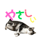 猫の気持ち 猫の奈留さん 第2.弾（個別スタンプ：30）
