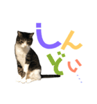 猫の気持ち 猫の奈留さん 第2.弾（個別スタンプ：31）