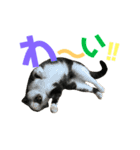 猫の気持ち 猫の奈留さん 第2.弾（個別スタンプ：32）