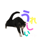 猫の気持ち 猫の奈留さん 第2.弾（個別スタンプ：33）