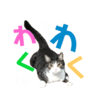 猫の気持ち 猫の奈留さん 第2.弾（個別スタンプ：34）